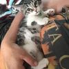 mimisang3l